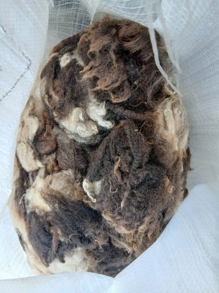 Arapawa Sheep Wool62864729608450114