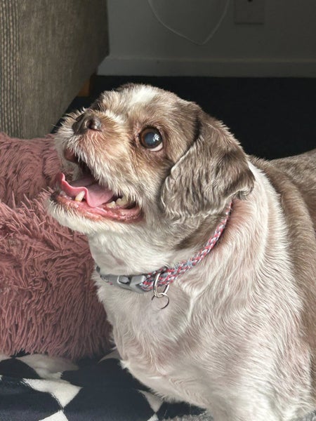 Kinley Rescue Dog - TDRP Carousel 2