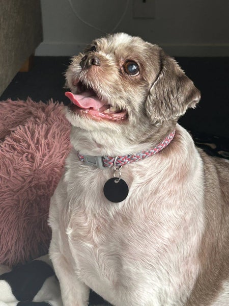 Kinley Rescue Dog - TDRP Carousel 4