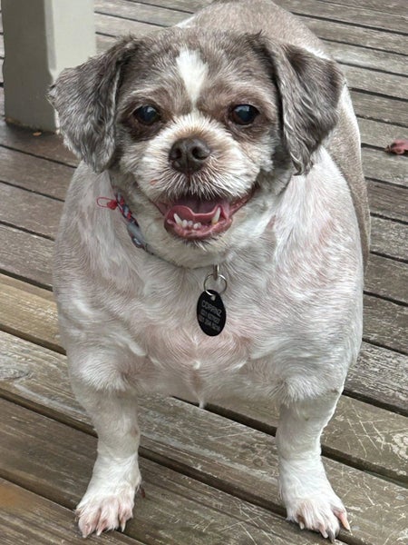 Kinley Rescue Dog - TDRP Carousel 1