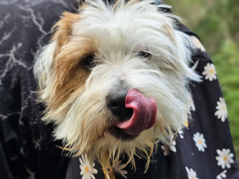 Kirby Rescue Dog - TDRP Carousel 2