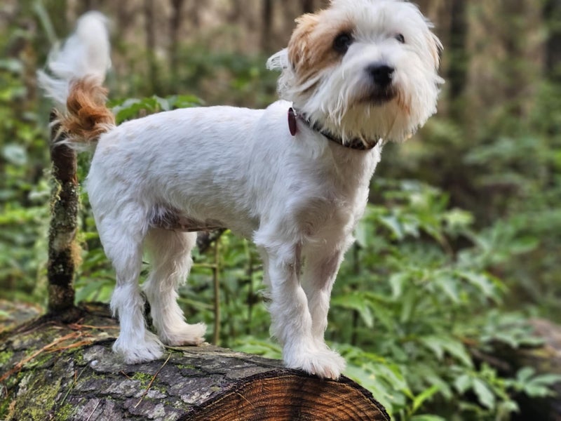 Kirby Rescue Dog - TDRP Carousel 1