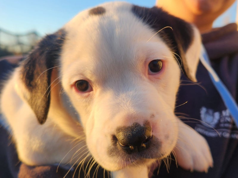 PUPPIES!62863855273346111