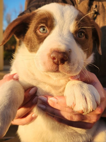 PUPPIES!628638552733461110