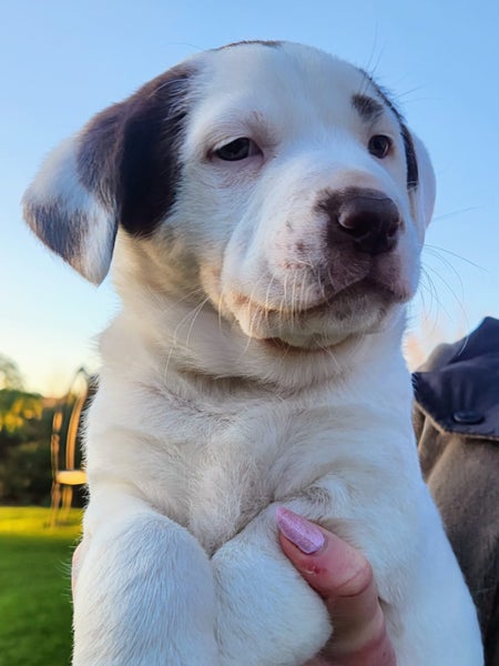 PUPPIES!62863855273346112