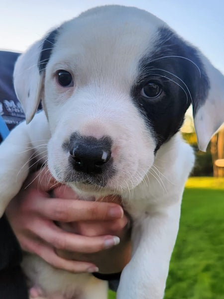 PUPPIES!62863855273346113