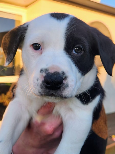 PUPPIES!62863855273346114