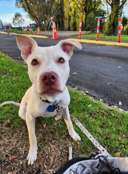 Sheldon Rescue Dog - TDRP Carousel 6
