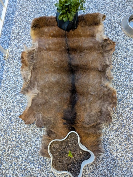 Deer Pelt628543153054751124