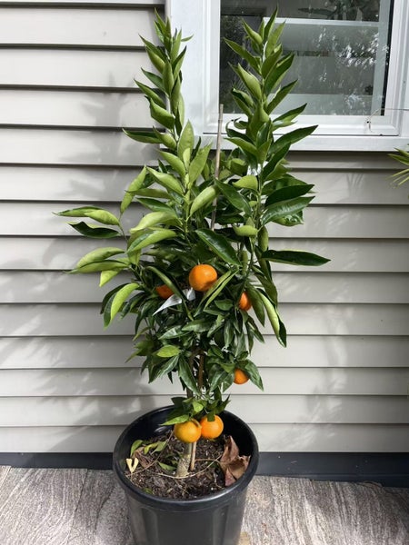 Citrus Mandarin Corsica #2/ Satsuma/ Encore/ Afourer - 30L628632301154591114