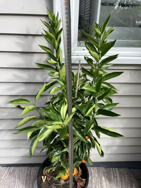 Citrus Mandarin Corsica #2/ Satsuma/ Encore/ Afourer - 30L62863230115459111