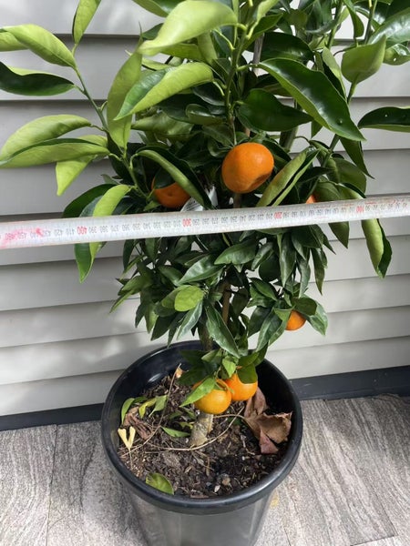 Citrus Mandarin Corsica #2/ Satsuma/ Encore/ Afourer - 30L62863230115459112