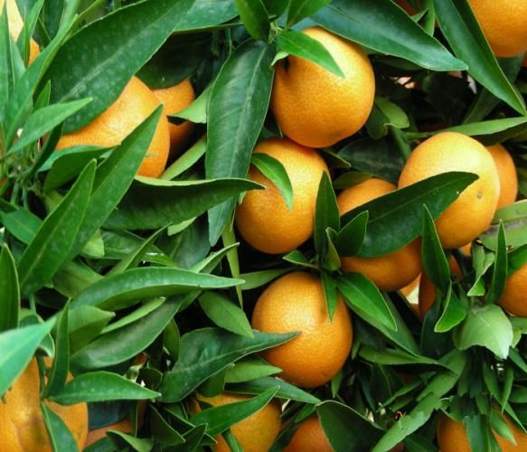 Citrus Mandarin Corsica #2/ Satsuma/ Encore/ Afourer - 30L62863230115459113