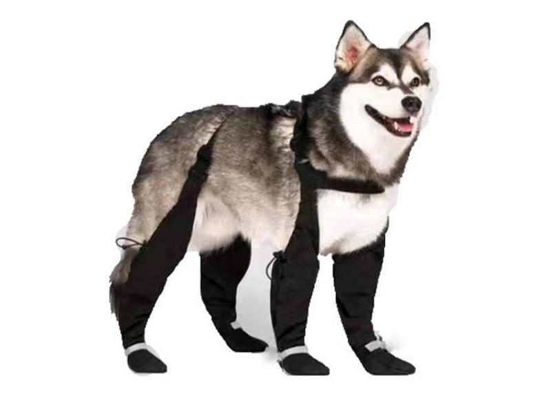 Dog Shoes Carousel 1