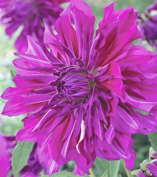 Dahlia Purple Taiheijo potted dinner plate rich purple Carousel 1