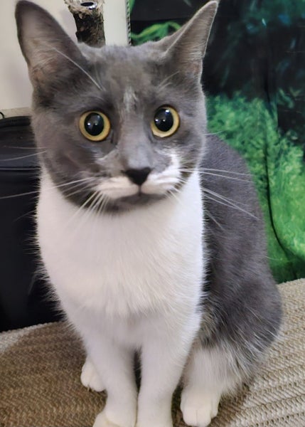 Bean – Stunning Young Cat with a Nike Tick on Her Face! Carousel 2