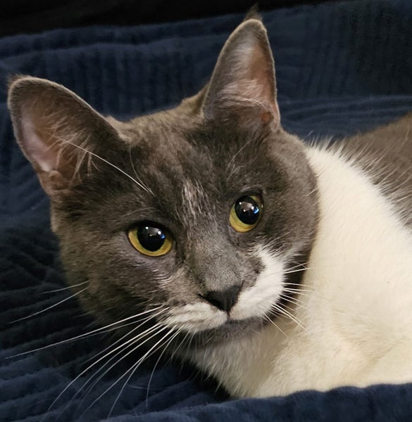 Bean – Stunning Young Cat with a Nike Tick on Her Face! Carousel 4