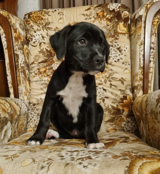 Sox (Ellie's Canine Rescue & Rehome) Carousel 6