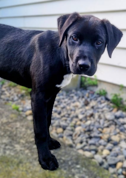 Cole (Ellie's Canine Rescue & Rehome) Carousel 2