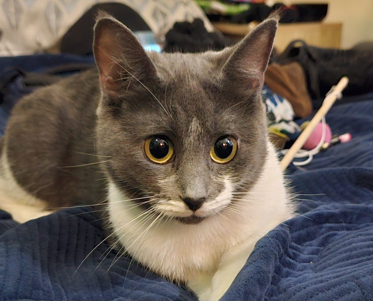 Bean – Stunning Young Cat with a Nike Tick on Her Face! Carousel 1