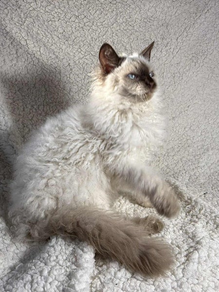 Fluff Monsters62997082253826111