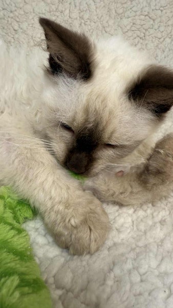 Fluff Monsters62997082253826114