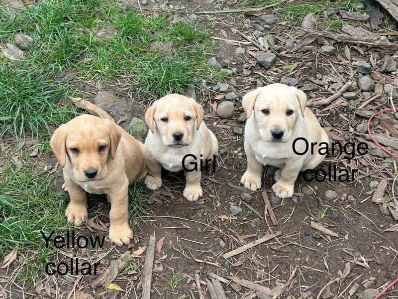 Labrador62996971950465114