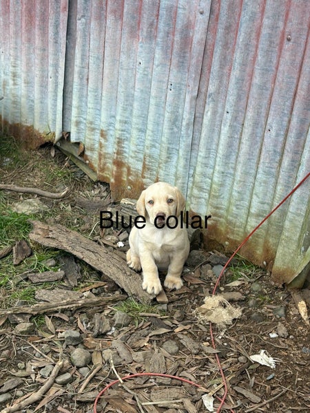 Labrador62996971950465112