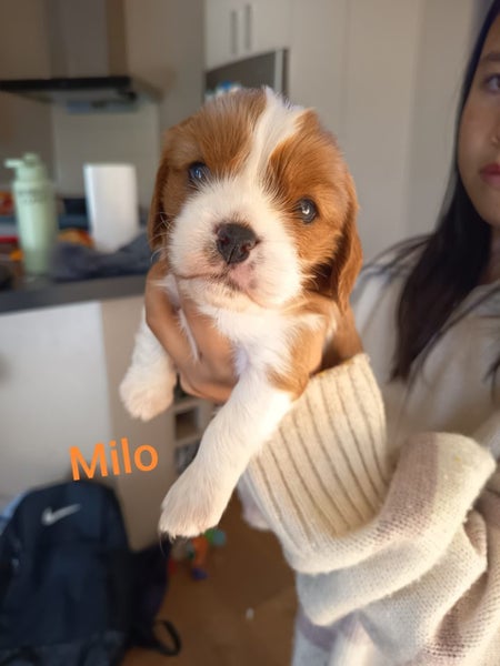 Cavalier King Charles puppies Carousel 19