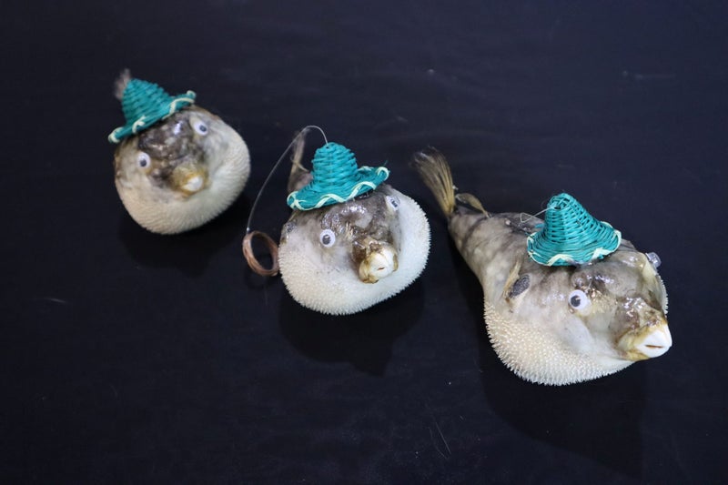 3 X TAXIDARMY BLOW FISH62854315251074114