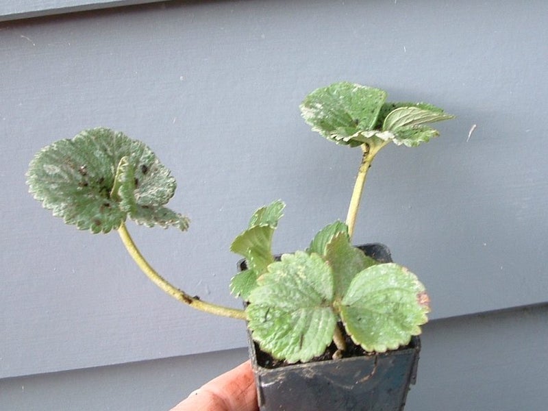 Strawberry Monterey giant berries from October to late summer Carousel 2
