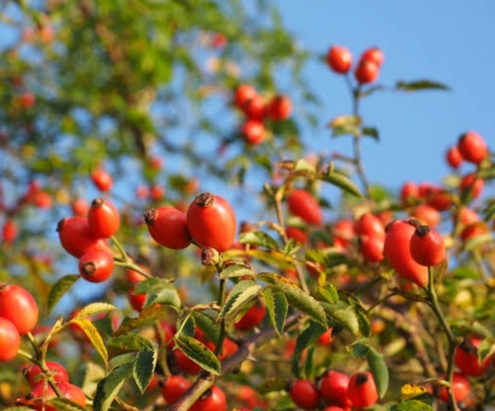 Rosehip and Emu Super Serum 30ml62867851128579111