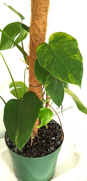 Variegated Monstera Aurea Mother Plant $1 Reserve62867851310339113