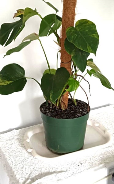 Variegated Monstera Aurea Mother Plant $1 Reserve Carousel 2