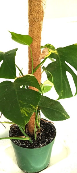 Variegated Monstera Aurea Mother Plant $1 Reserve62867851310339114