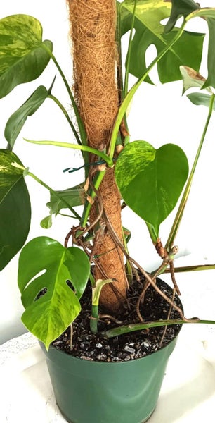 Variegated Monstera Aurea Mother Plant $1 Reserve Carousel 1