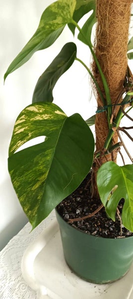 Variegated Monstera Aurea Mother Plant $1 Reserve Carousel 9
