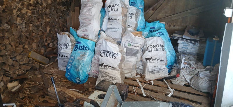 Bluegum wood for sale62863860837763112