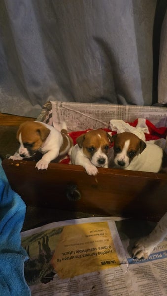 Foxy/Jack Russell X puppies Carousel 1