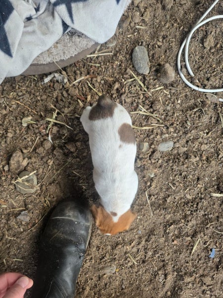 Foxy/Jack Russell X puppies Carousel 2