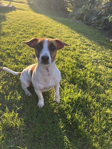 Foxy/Jack Russell X puppies Carousel 18