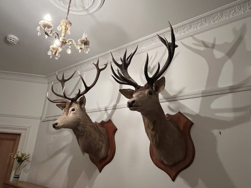 Trophy Deer Head 14 Pointer - Taxidermy Carousel 2