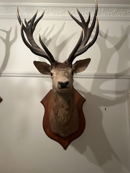 Trophy Deer Head 17 Pointer - Taxidermy Carousel 1