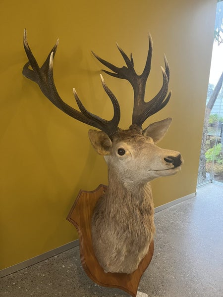 Trophy Deer Head 17 Pointer - Taxidermy Carousel 2