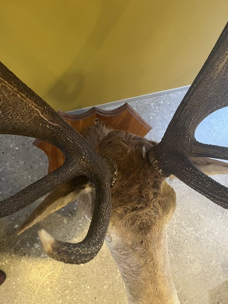 Trophy Deer Head 17 Pointer - Taxidermy Carousel 16