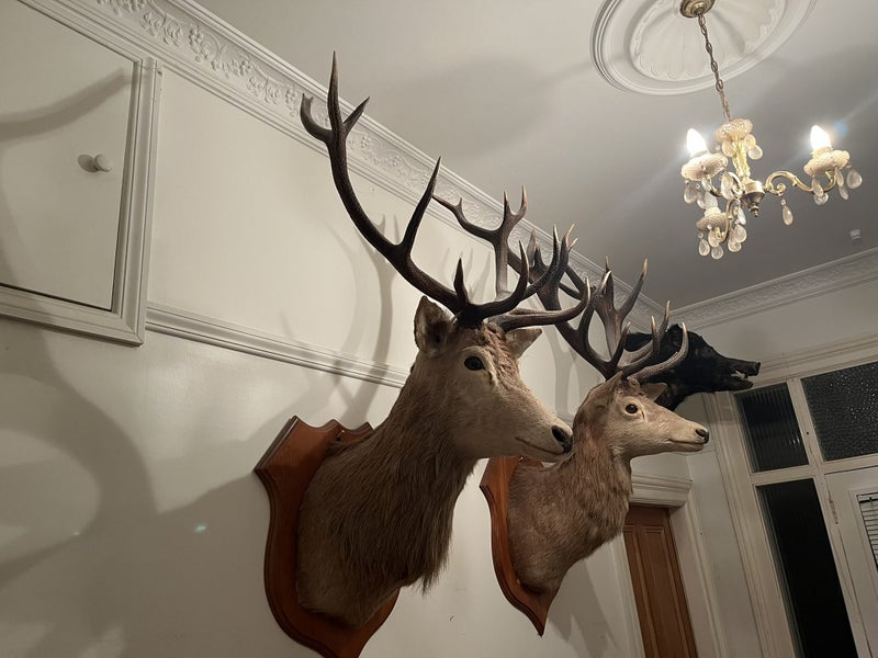 Trophy Deer Head 14 Pointer - Taxidermy Carousel 12