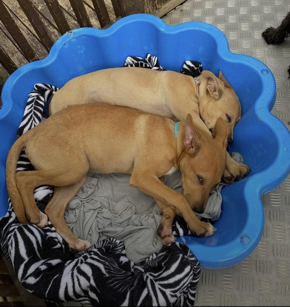 Staffy Mix Puppies Carousel 1