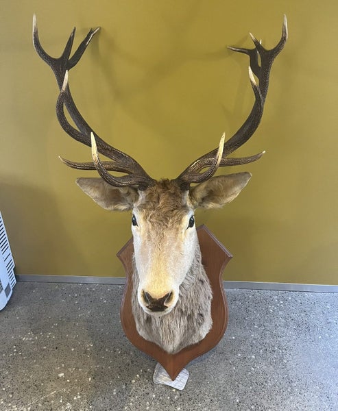 Trophy Deer Head 14 Pointer - Taxidermy Carousel 1
