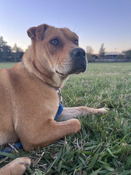 11 month old Shar Pei cross Carousel 1