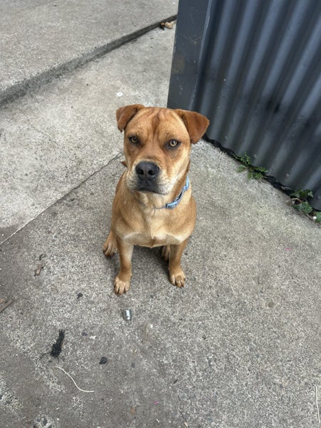 11 month old Shar Pei cross Carousel 3
